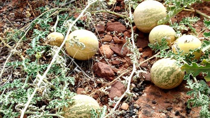 kalahari melon seed oil using kalahari melon seed oil