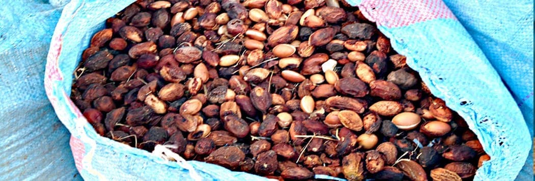 image showing large blue sack full of dried argan tree fruits with black wrinkled skin