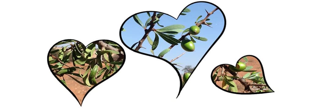 Argan Oil cardiovascular Diabetes cardiovascular Diabetes image