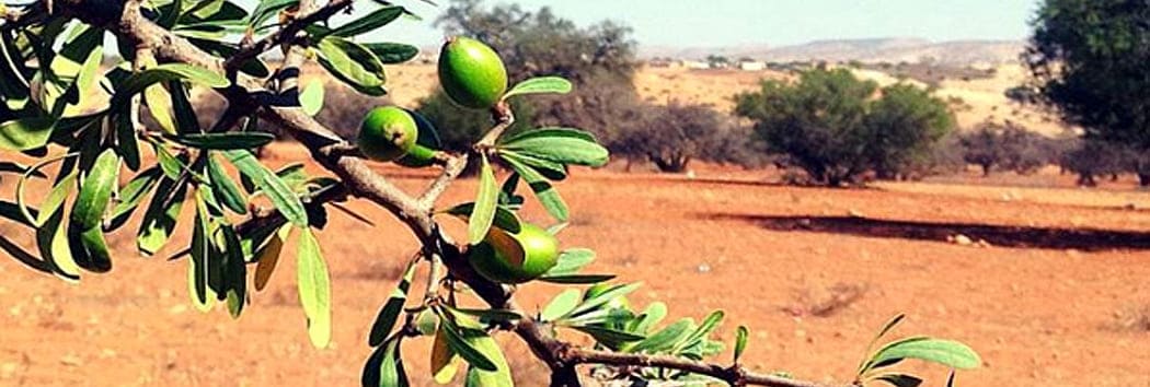 argan oil nutrition diet information article 2019 argan oil nutrition diet information