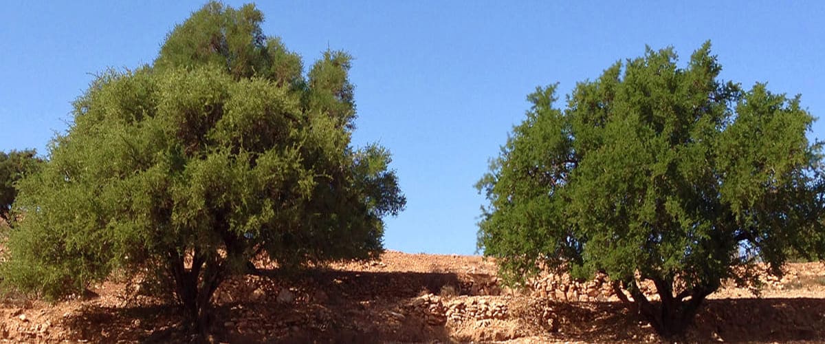 chemistry of argan oil two argan trees growing in red sand