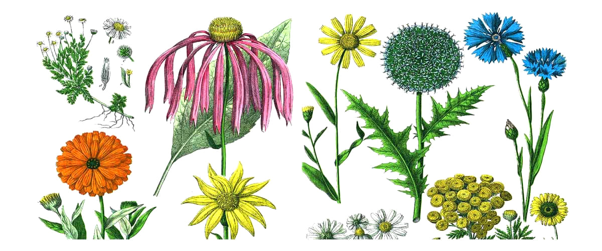 colourful scientific sketches of plants