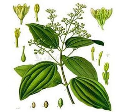 cinnamon