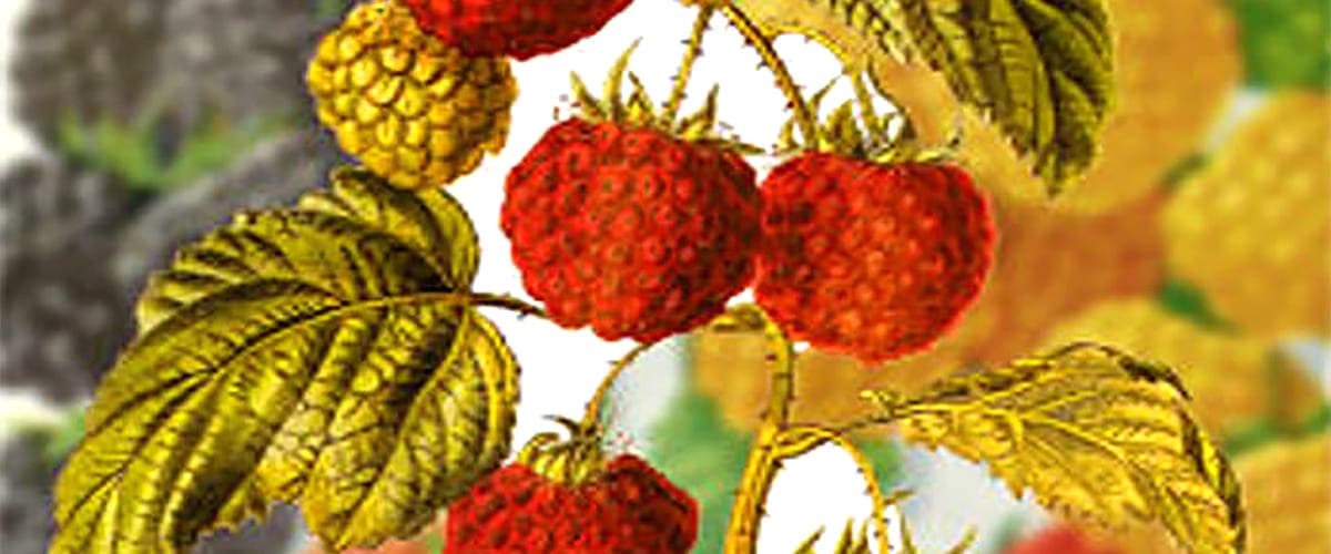 red raspberry and carrot seed oil sunscreen spf red raspberries and carrots