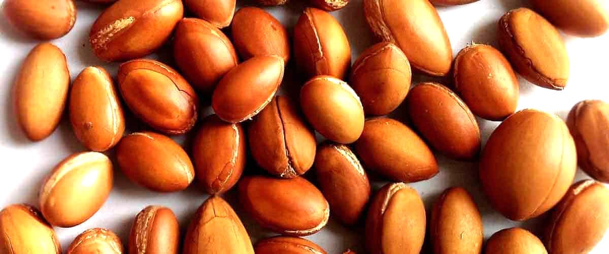 Argan Nut processing The Four Stages of Argan Nut Processing