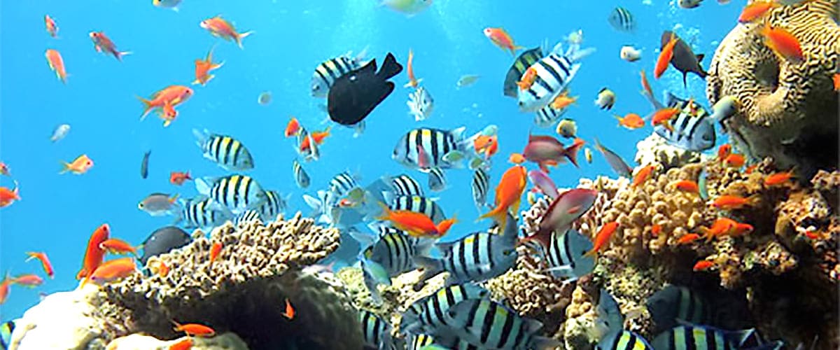 sunscreens coral reef damage coral reef