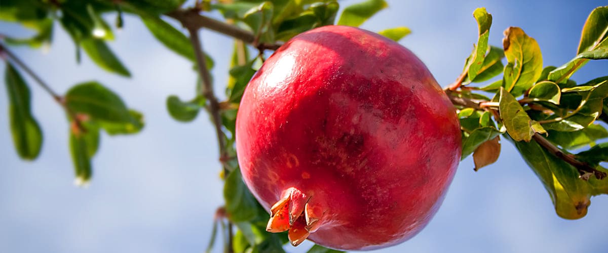 pomegranate pomegranate