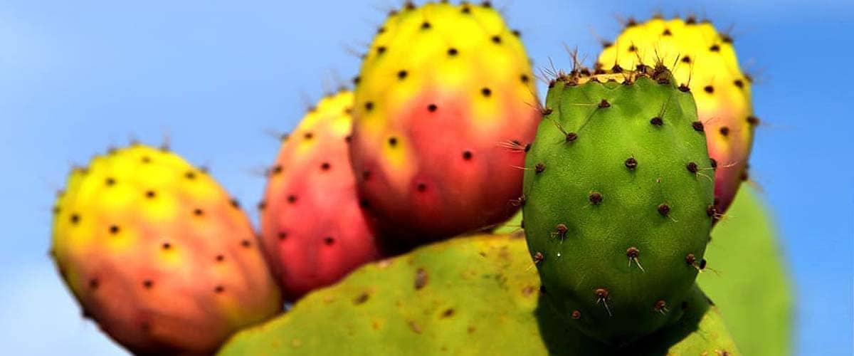 moroccan prickly pear cactus fruit moroccan prickly pear cactus fruit