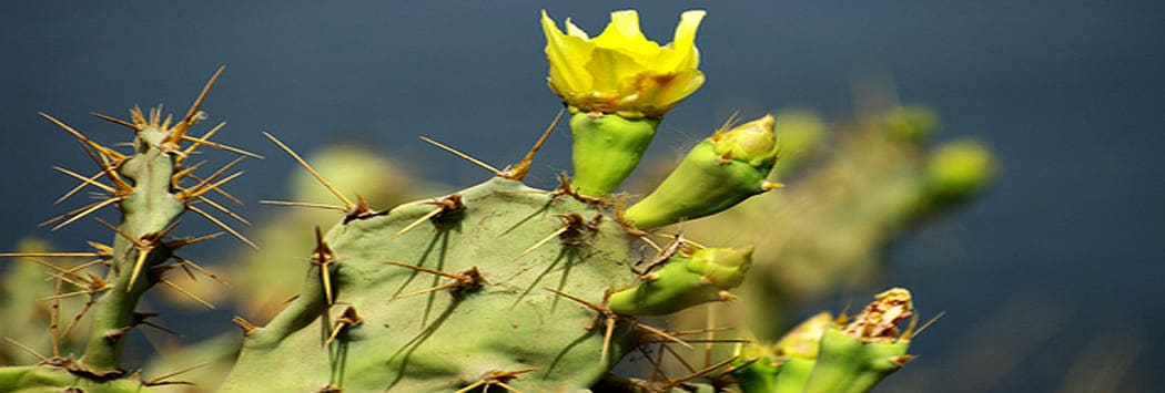 prickly pear cactus seed oil fruit moroccan prickly pear cactus seed oil fruit