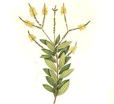 tea tree oil